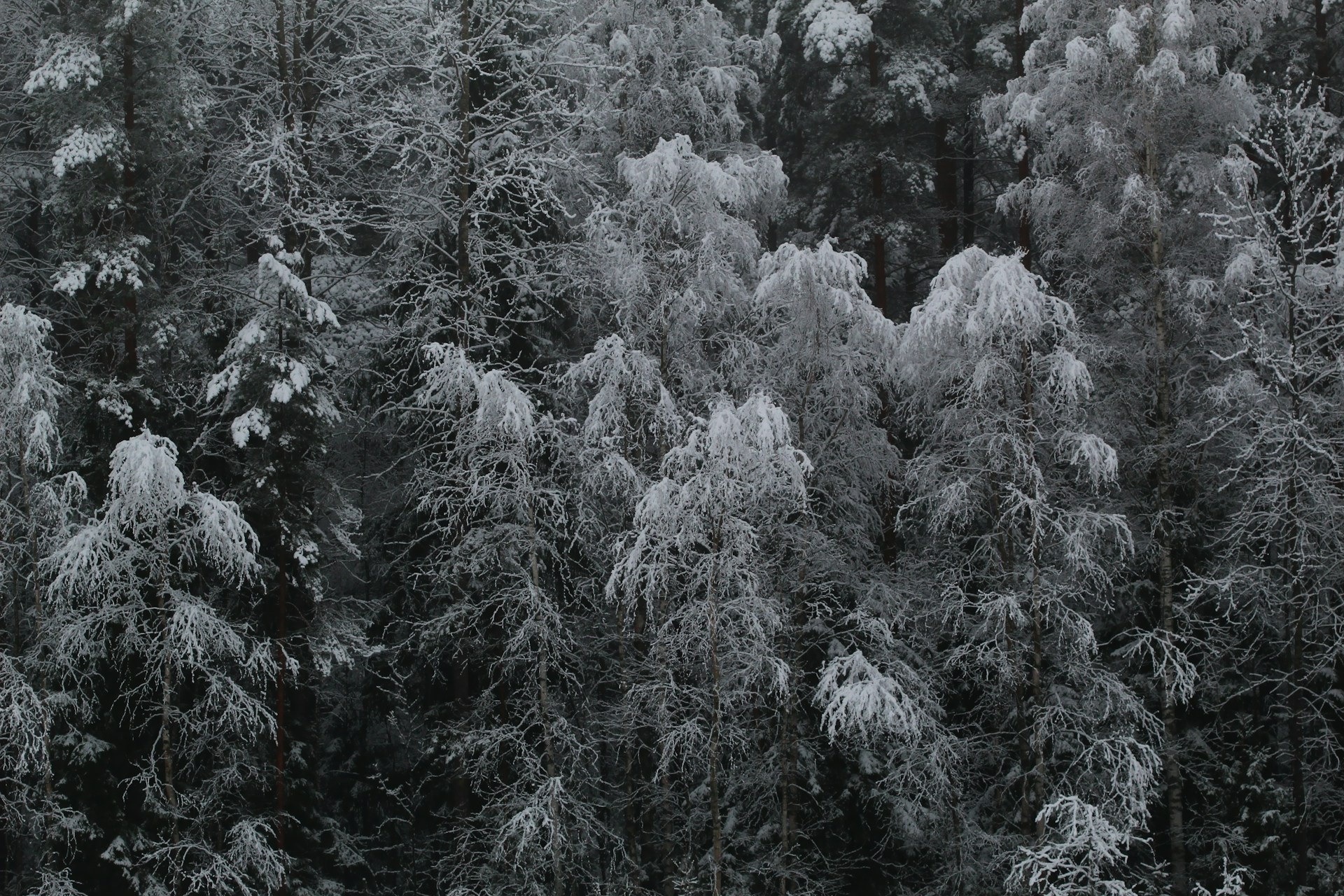 Image from [Unsplash](https://unsplash.com/photos/snow-covered-pine-trees-during-daytime-5QxcYjeEqn0)